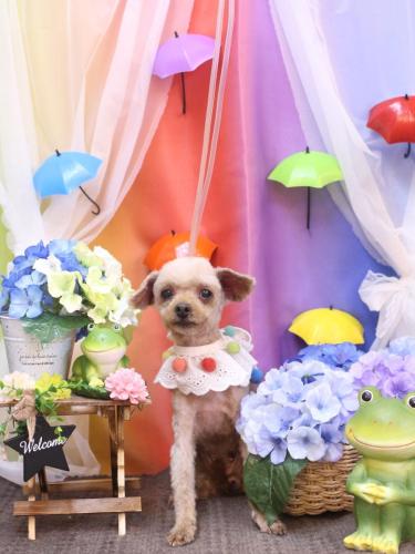 20230629きなこちゃん